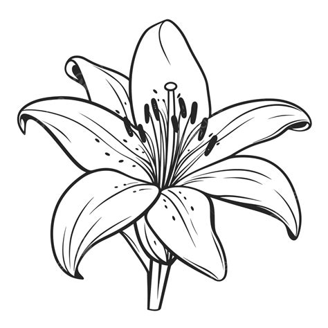 drawing black and white|255,069 Free images of Black White Drawing .